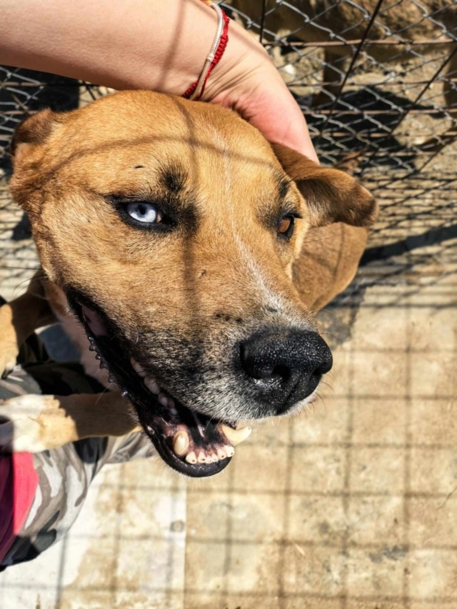 Zeus, chien à l'adoption chez Remember Me France