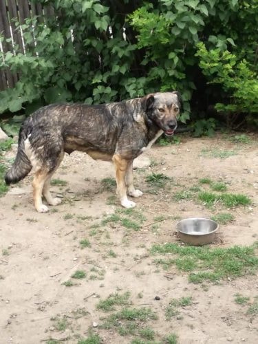 Zoée, chien à l'adoption chez Remember Me France