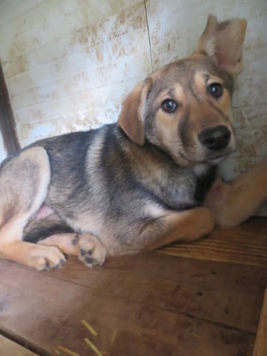 Zoée, chien à l'adoption chez Remember Me France