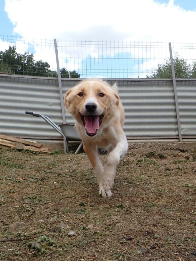 Zoltan, chien à l'adoption chez Remember Me France