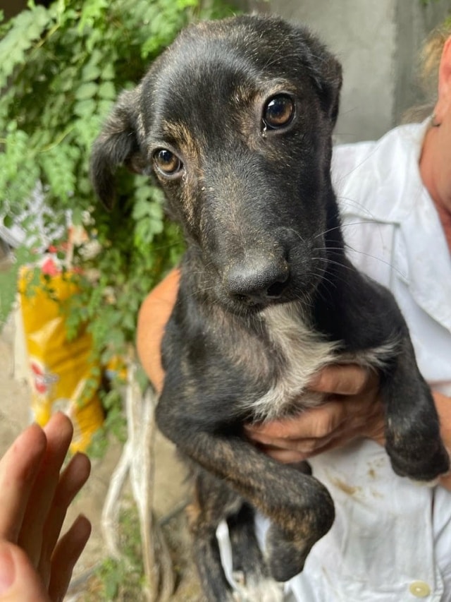 Zora, chien à l'adoption chez Remember Me France