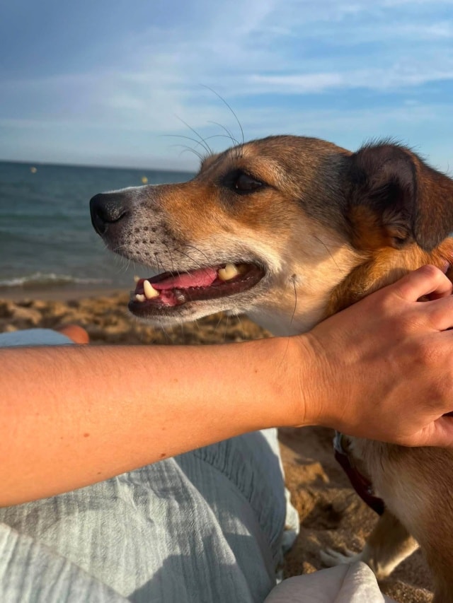 Zorya, chien à l'adoption chez Remember Me France