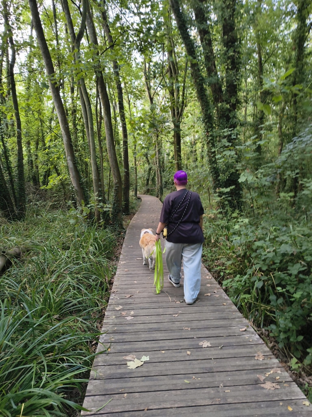 Zuko, chien à l'adoption chez Remember Me France