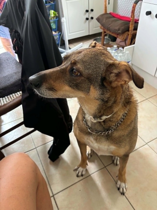 Zumi, chien à l'adoption chez Remember Me France