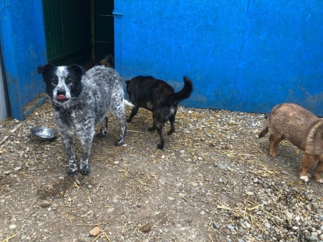 Zuzu, chien à l'adoption chez Remember Me France