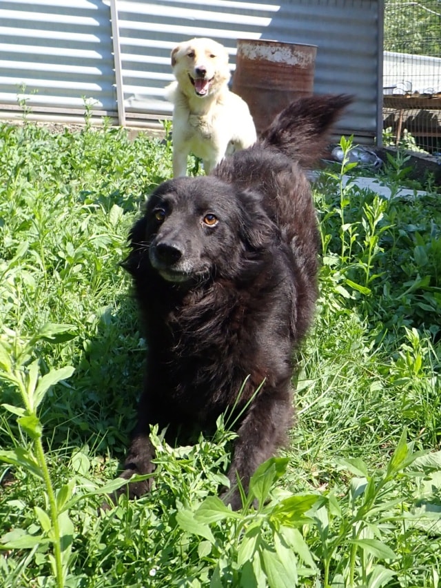 Zymer, chien à l'adoption chez Remember Me France