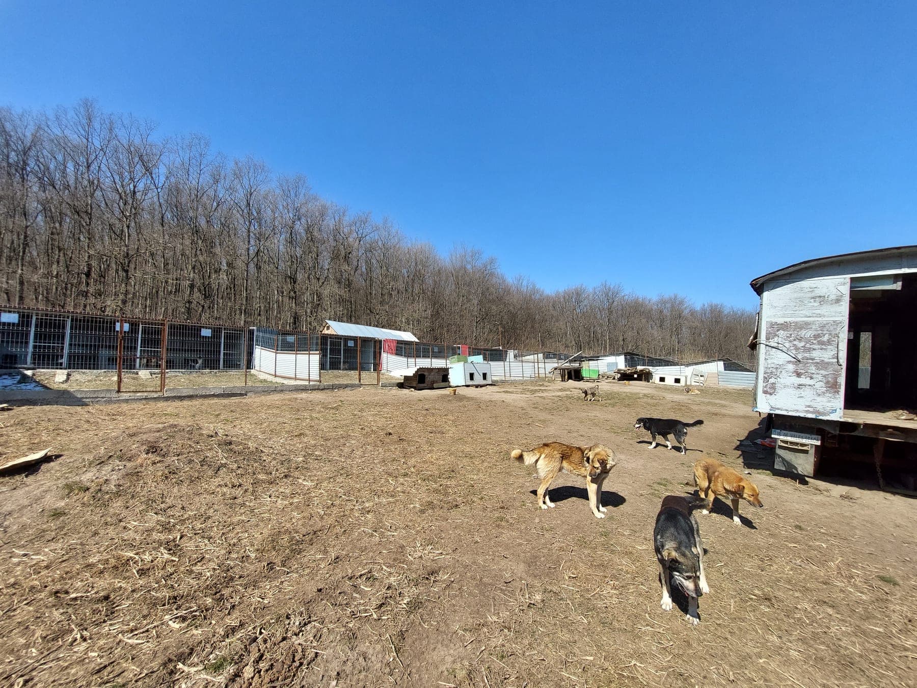 Les chiens du refuge Remember Me Land à Pașcani