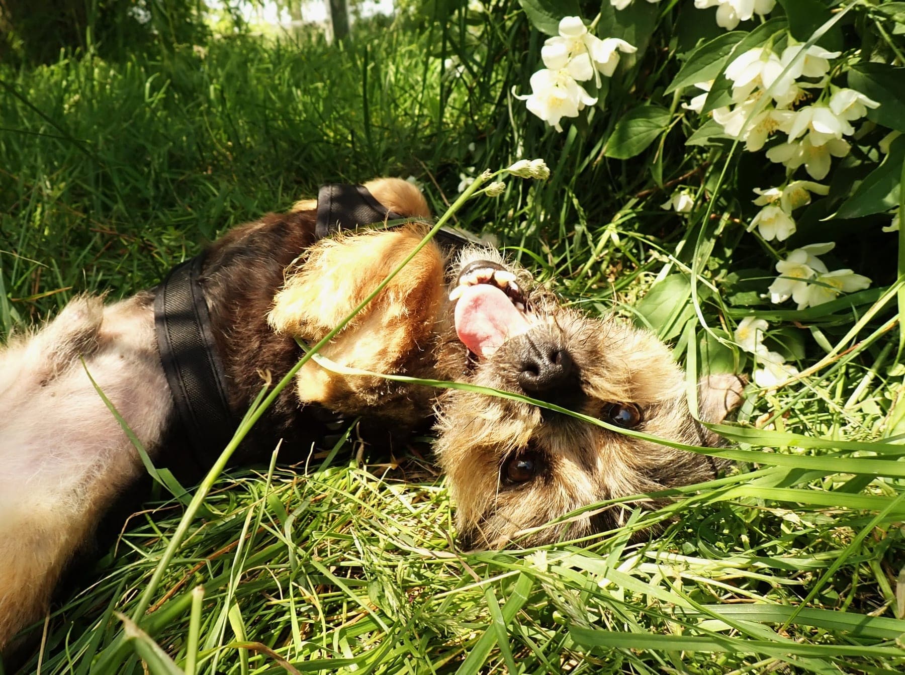 Un chien sauvé, heureux dans l'herbe, que votre don rend possible