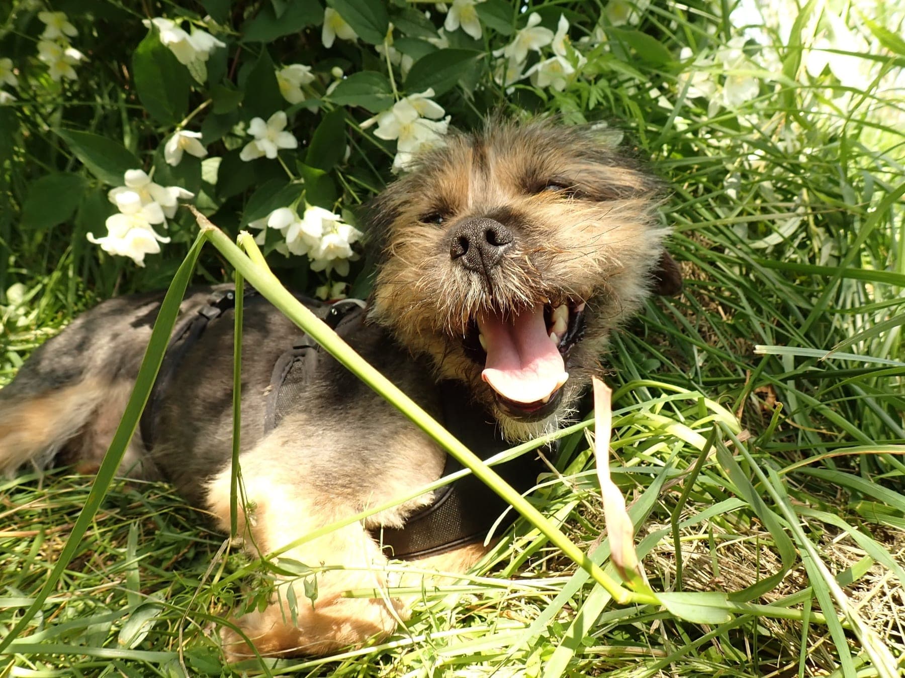Un chien recueilli par Remember Me France, en attente d'un parrain au refuge