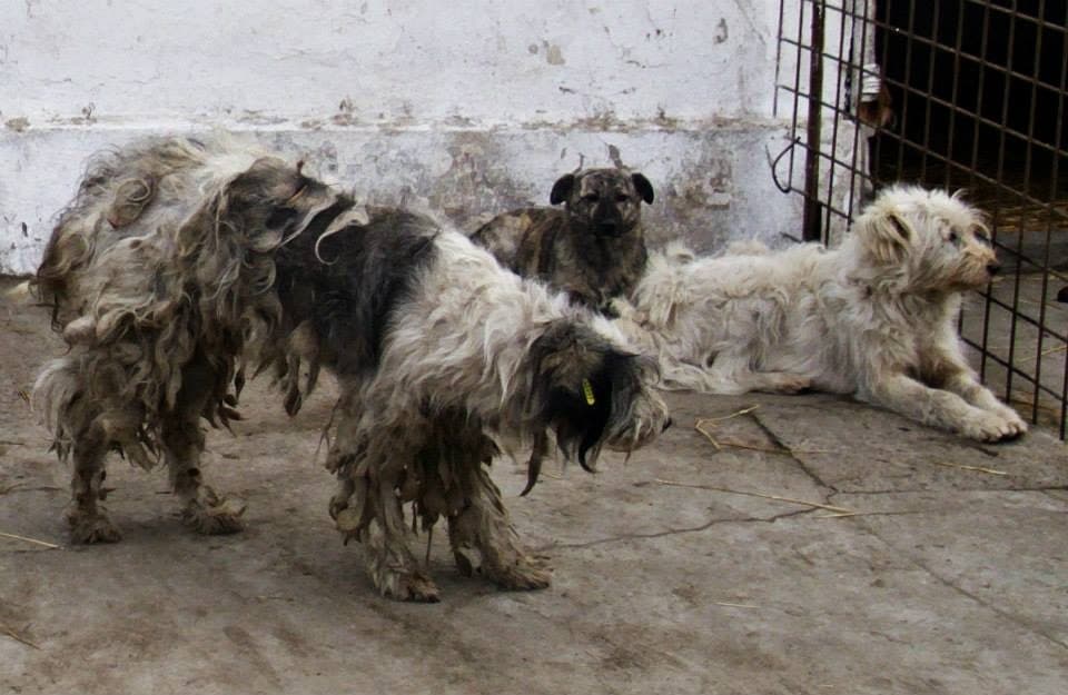 Des chiens dans l'ancienne fourrière publique de Pașcani, en Roumanie
