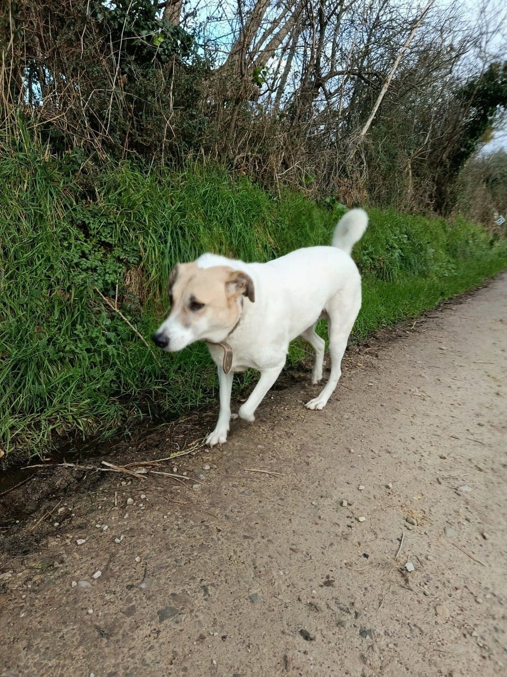 Éduquer et comprendre son chien adopté