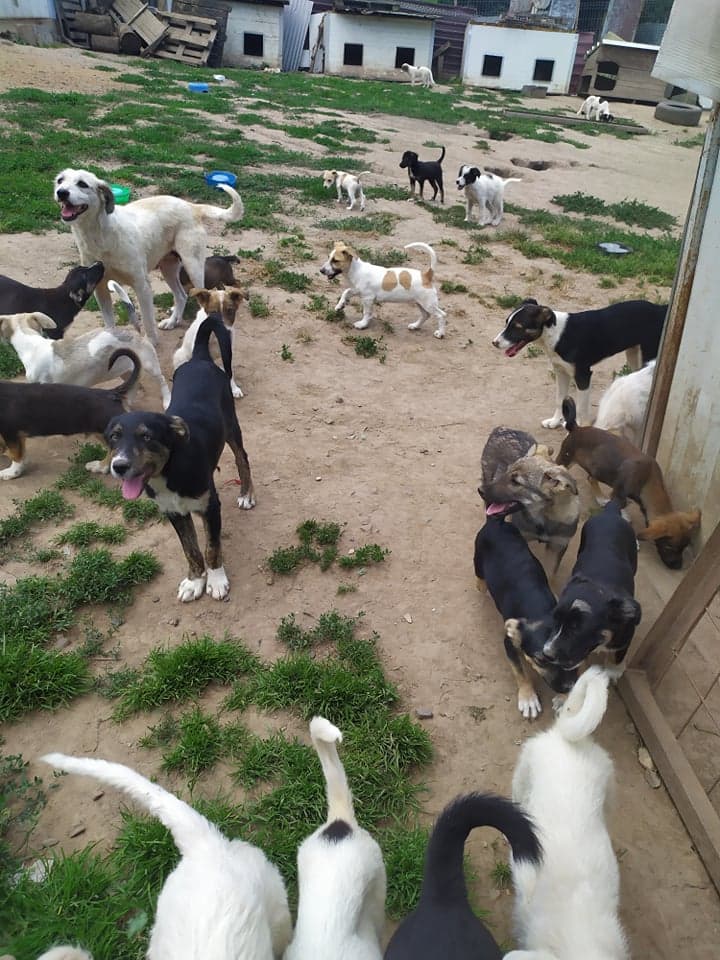 Parrainer un chien de refuge : comment ça marche et pourquoi ça change tout