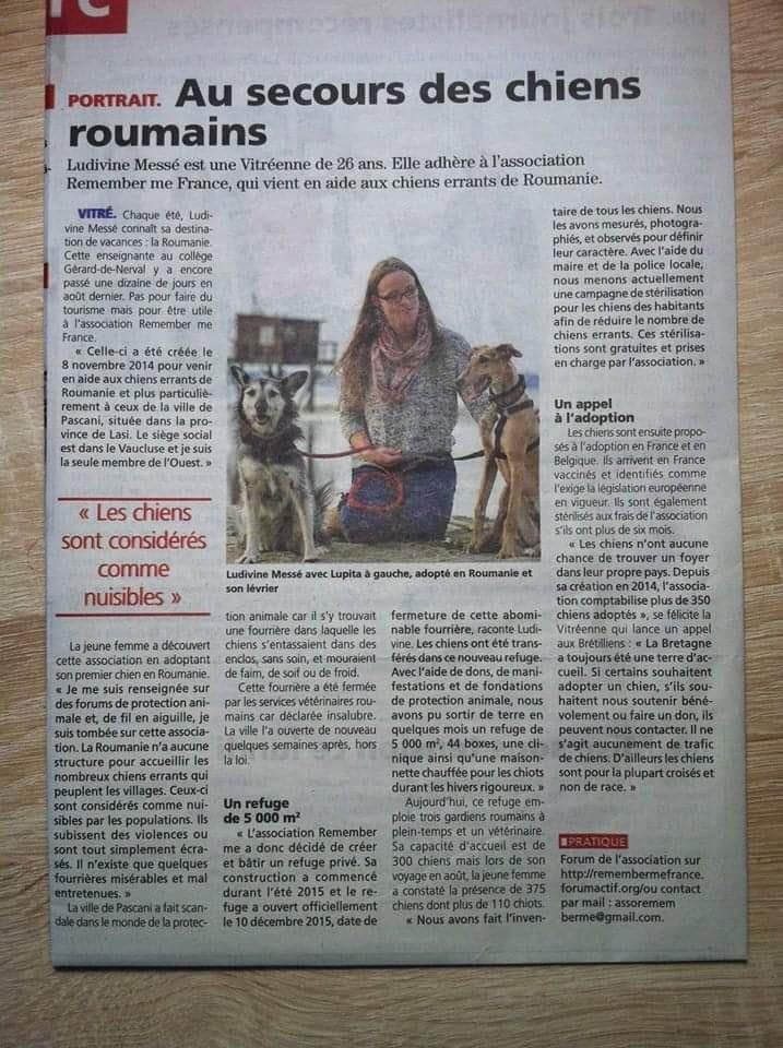 Comment adopter un chien de refuge roumain : le guide complet