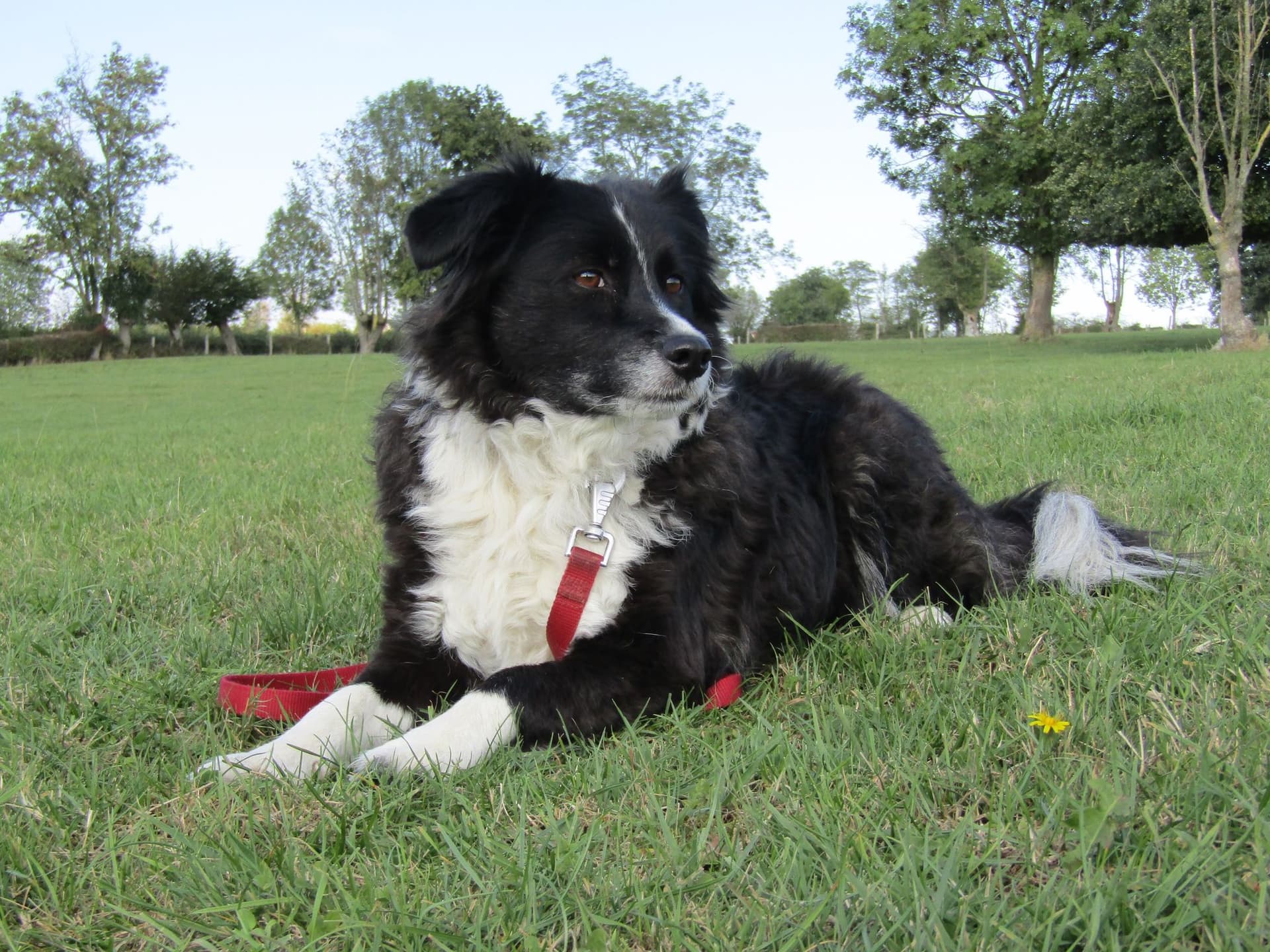 Papillon
