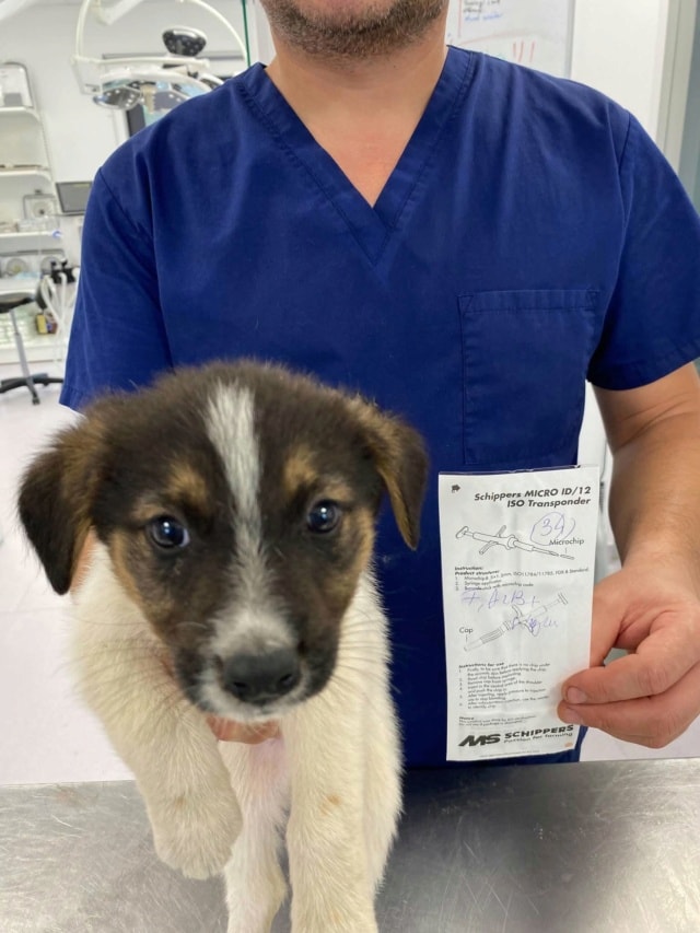 Photo de Aelyne, à l'adoption