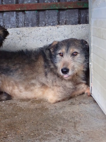 Photo de Alati, à l'adoption