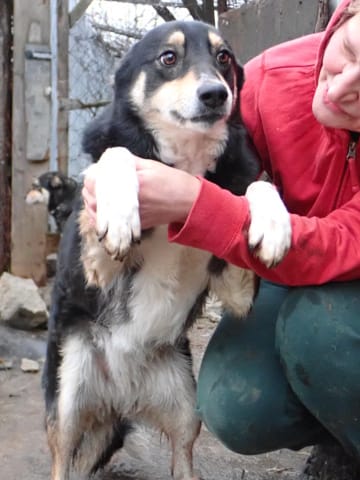 Ally, chien à l'adoption