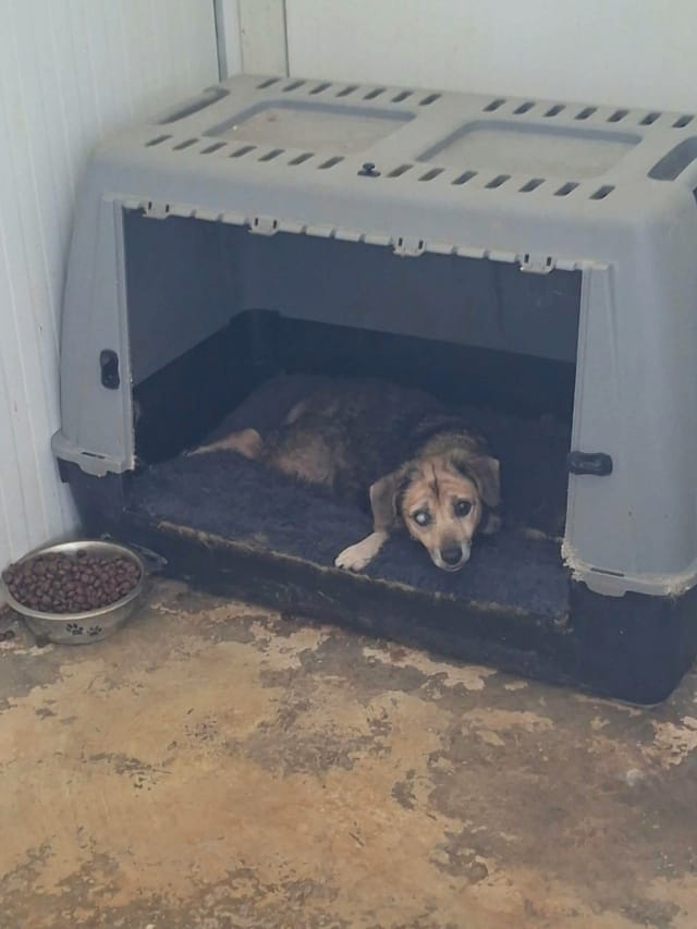 Althea, chien à l'adoption