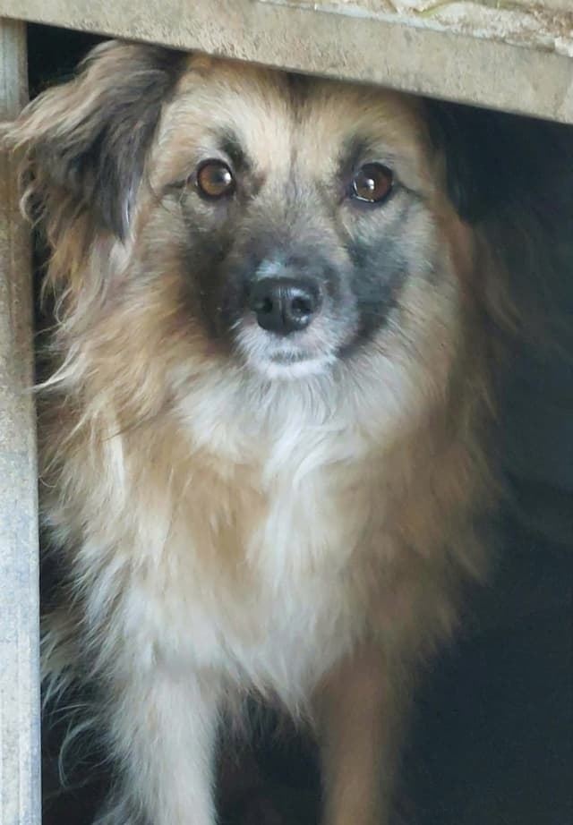 Amanda · Petits chiens