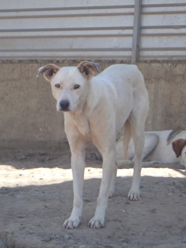 America · Chiens en urgence, Remember Me France