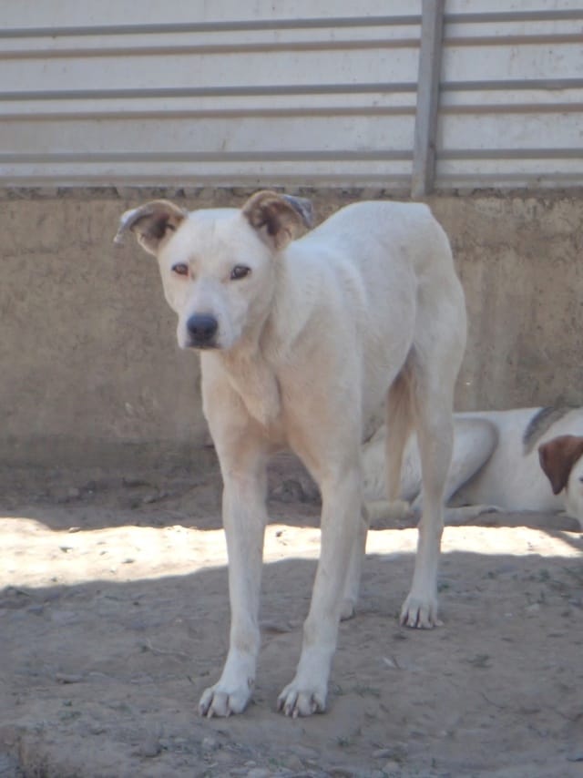 America, chien à l'adoption