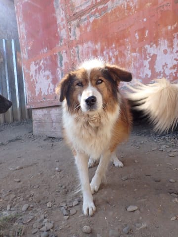 Anhour, rescue dog available for adoption