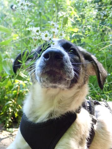 Anouska · Chiots à l'adoption, Remember Me France