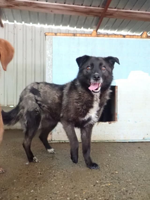 Aponia · Chiens en urgence, Remember Me France