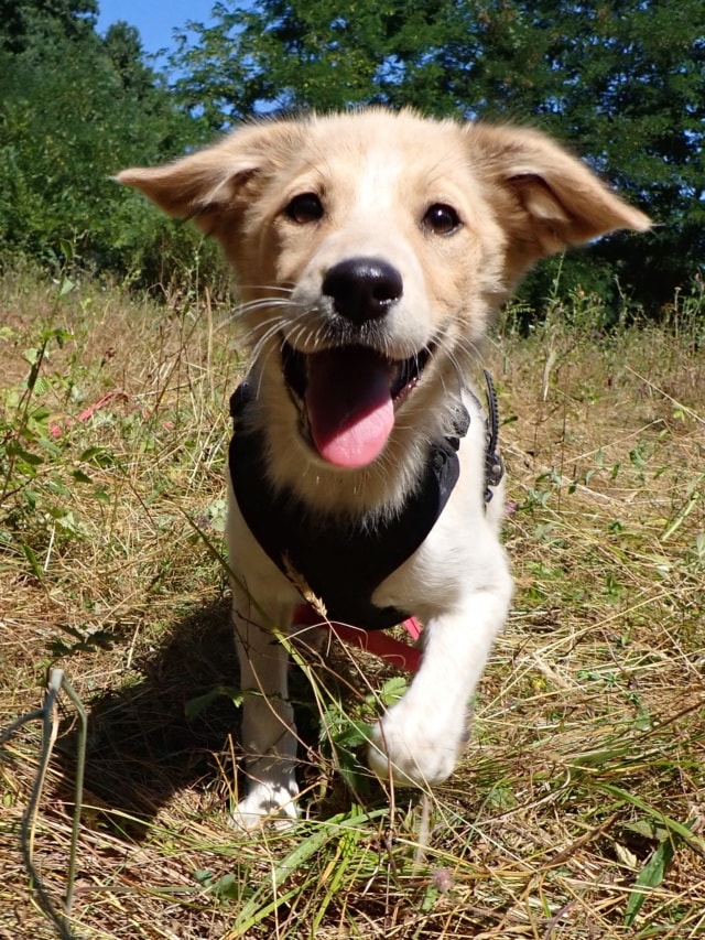 Photo de Aquarelle, à l'adoption