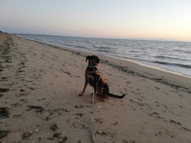 Athena, chien sauvé par Remember Me France
