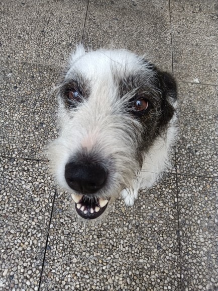 Aventura, chien sauvé par Remember Me France