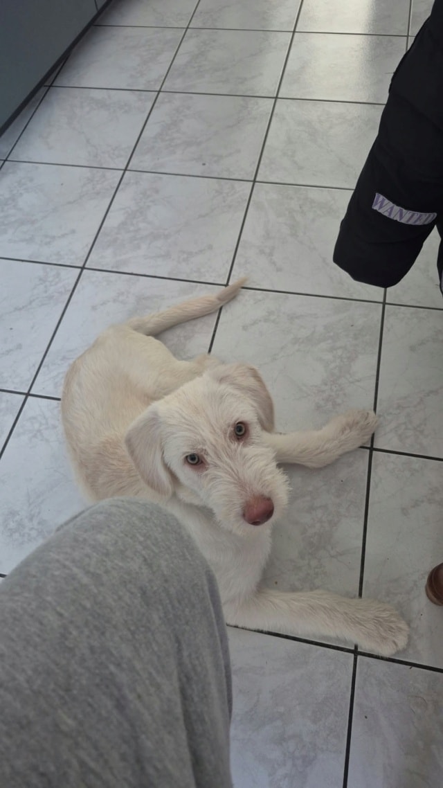 Baïko, a dog rescued by Remember Me France