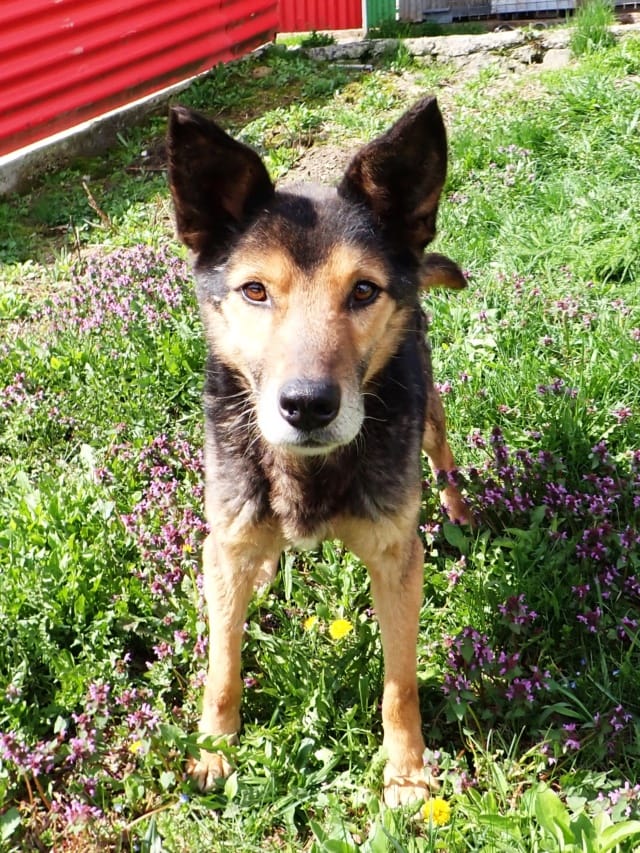 Bandit, chien à l'adoption