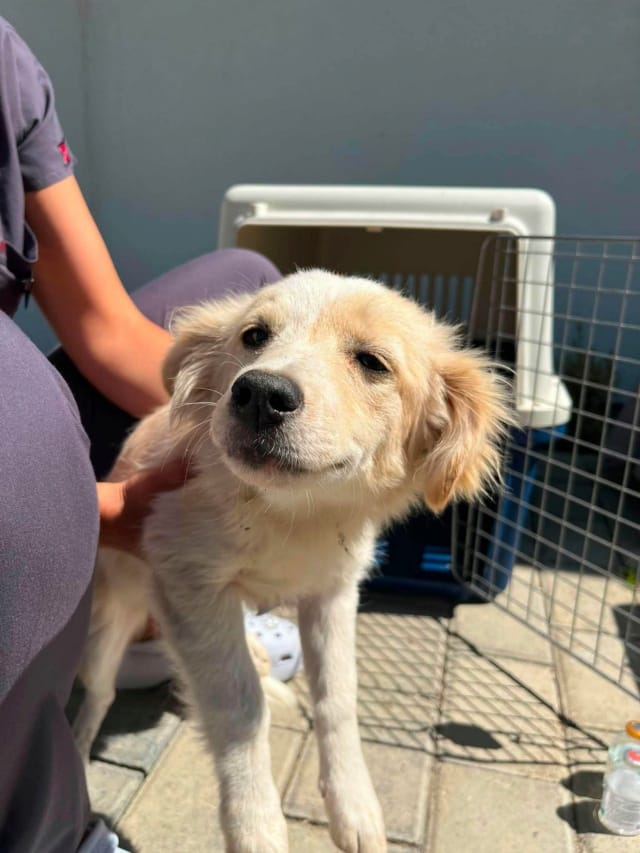Barbara, rescue dog available for adoption