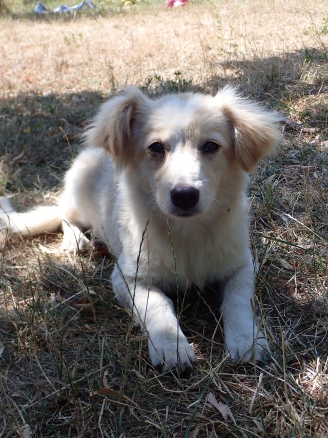 Photo de Barbara, à l'adoption
