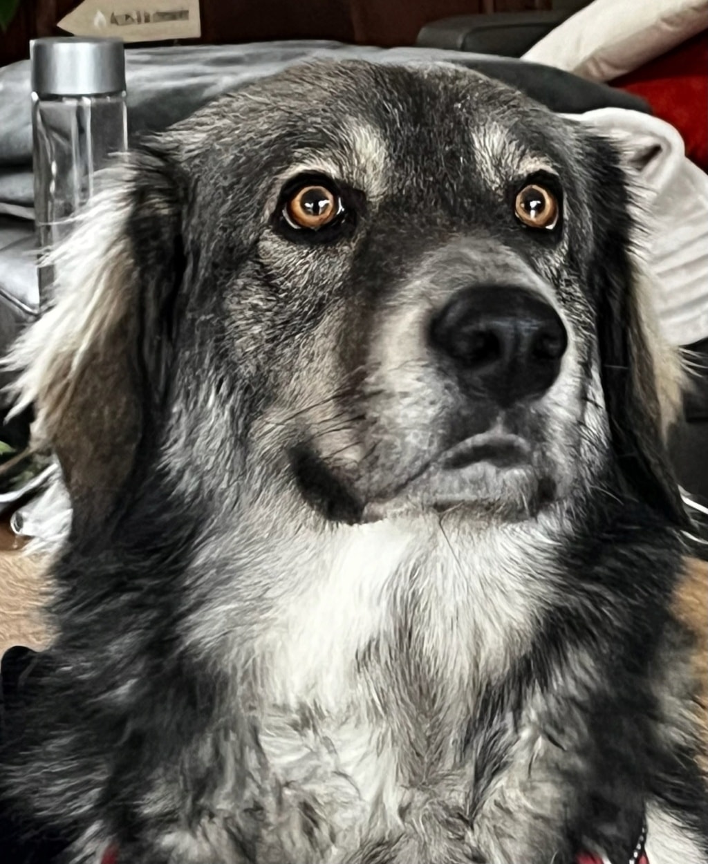 Becka, chien sauvé par Remember Me France