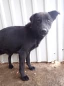 Blacky
