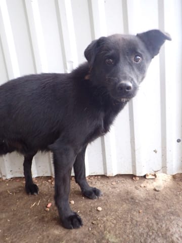 Blacky, chien à l'adoption