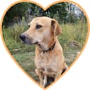 Blondu