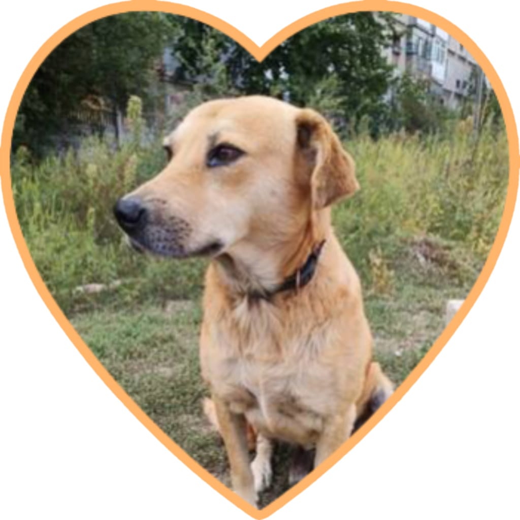Blondu, chien à l'adoption