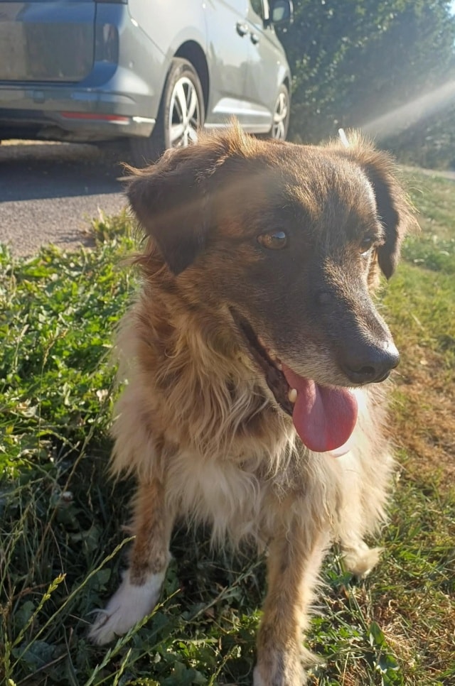 Bonsaï, chien sauvé par Remember Me France