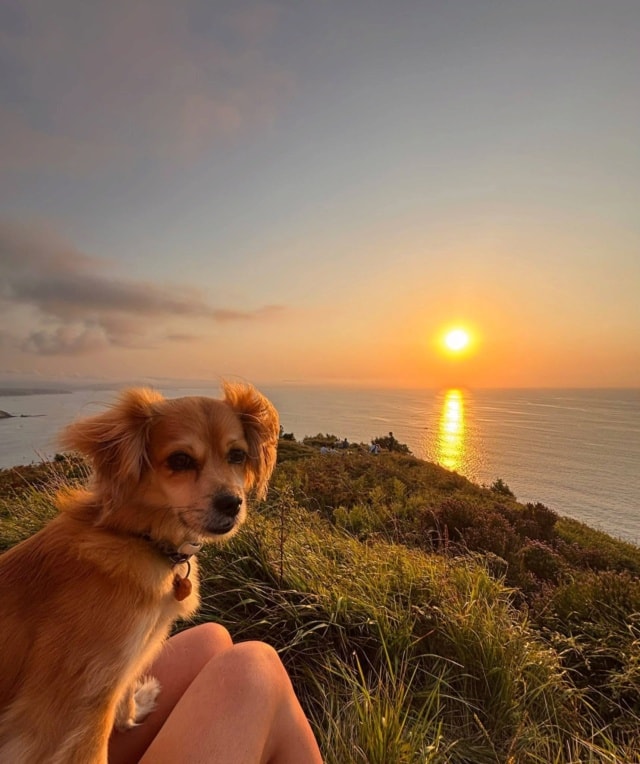 Britney, chien sauvé par Remember Me France