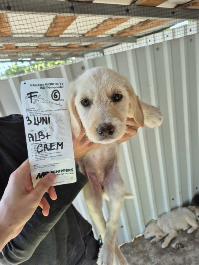Briyelle, chien à l'adoption
