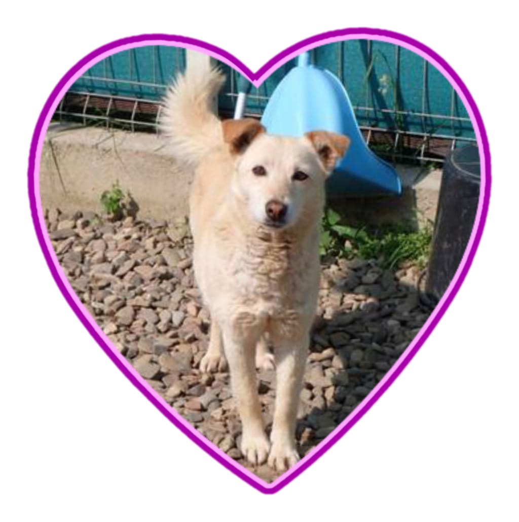 Broceliande, chien à l'adoption