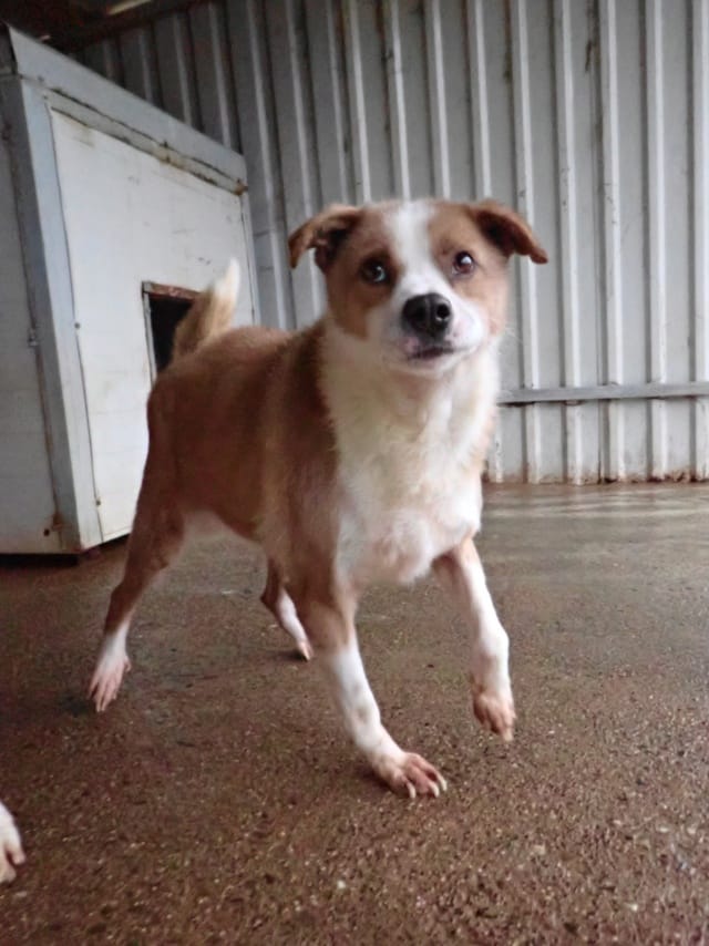 Bumper, chien à l'adoption