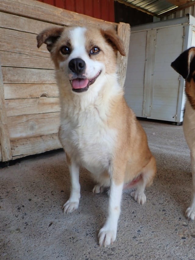Bumper, chien à l'adoption