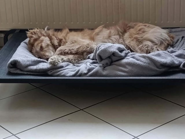 Caffea, chien à l'adoption