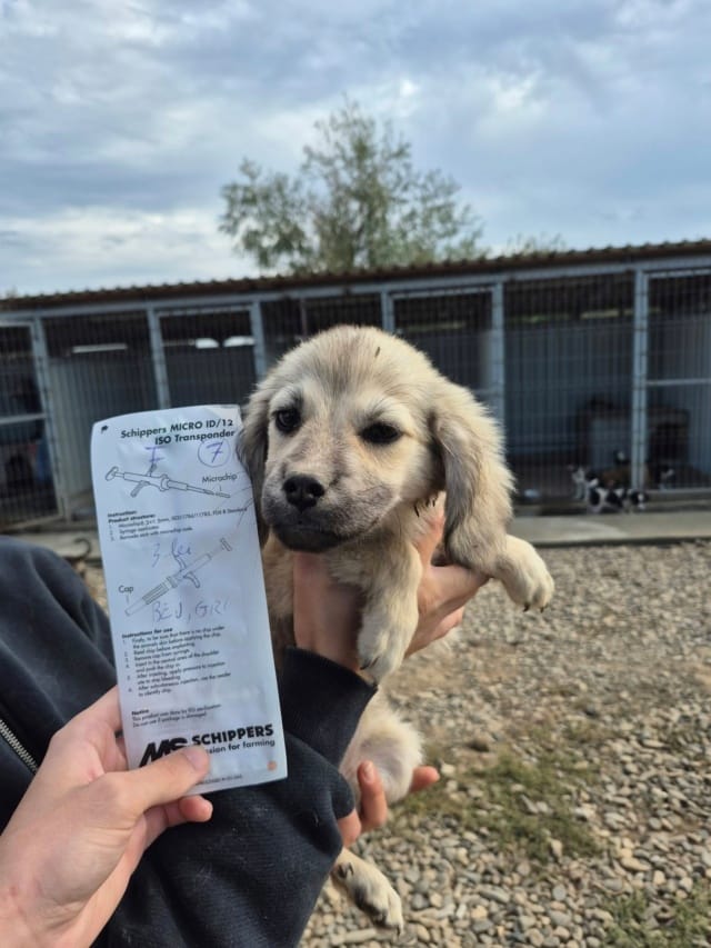 Calina, rescue dog available for adoption
