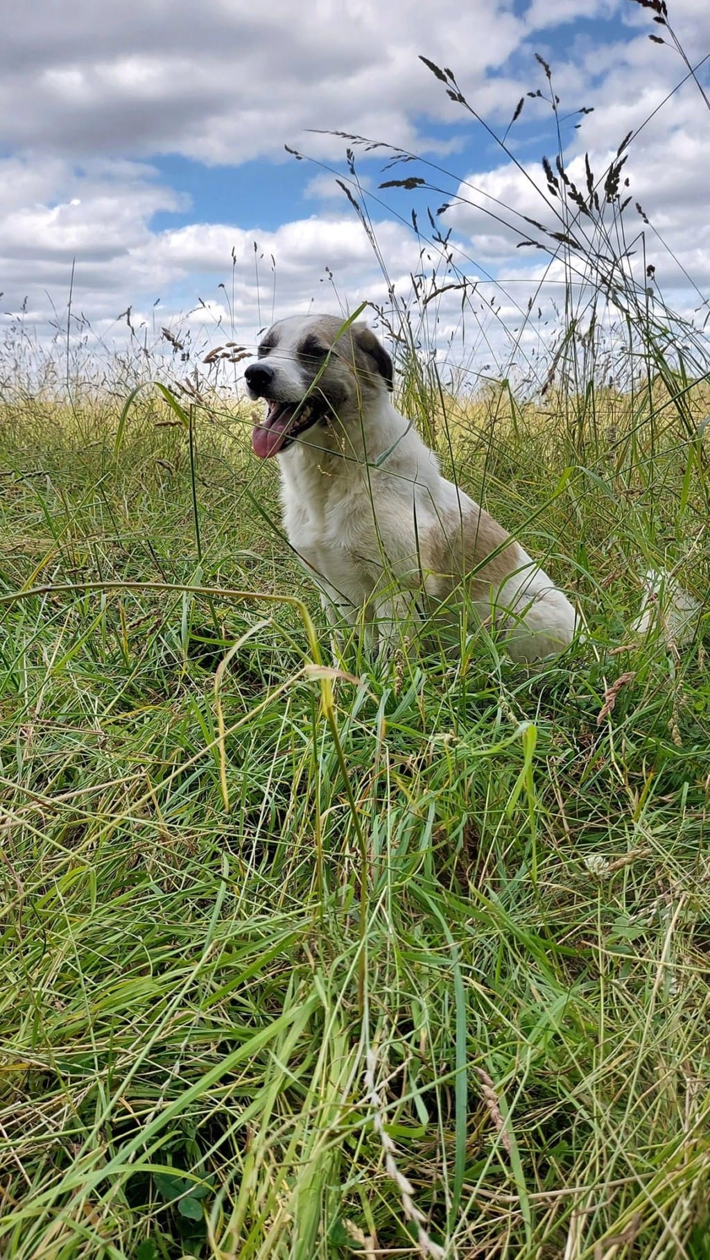 Caprice, chien à l'adoption