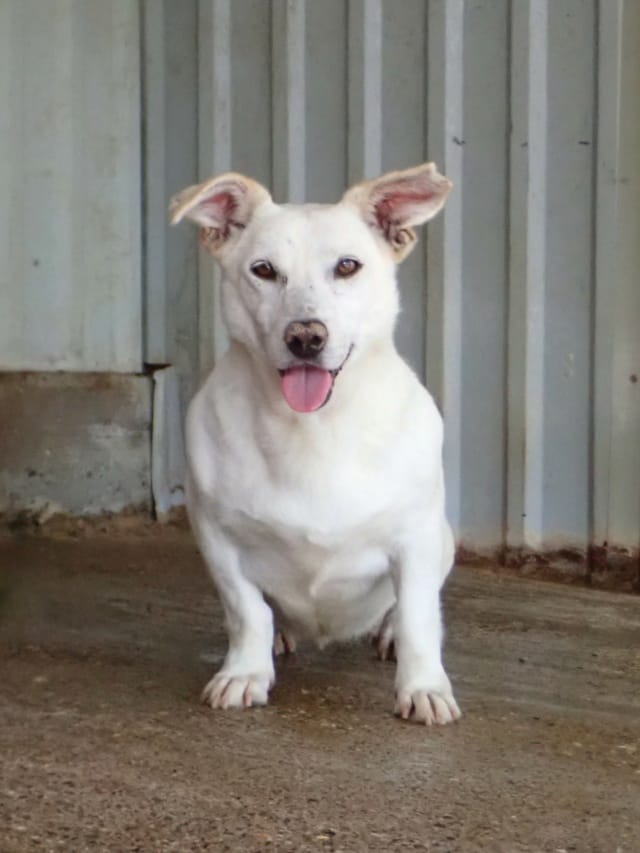 Casablanca, chien à l'adoption